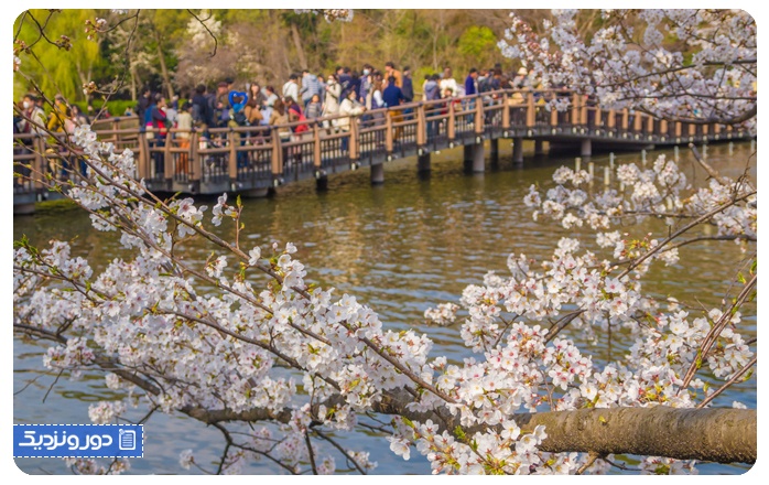 شکوفه‌های گیلاس ساکورا جشن هانامی