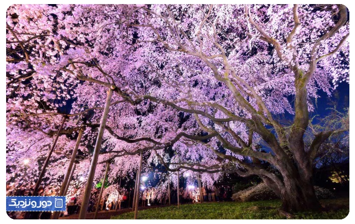شکوفه‌های گیلاس ساکورا جشن هانامی