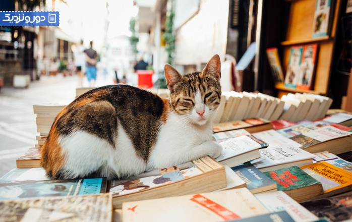 خیابان گربه های استانبول