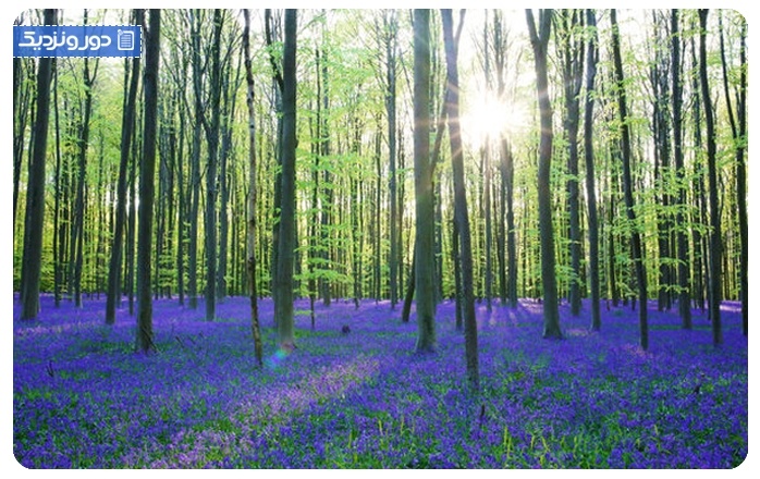 جنگل آبی The Hallerbos or “blue forest”